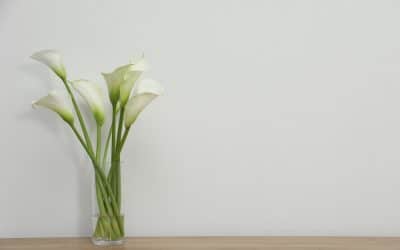 Symbol für die Akademie – die Calla Blume