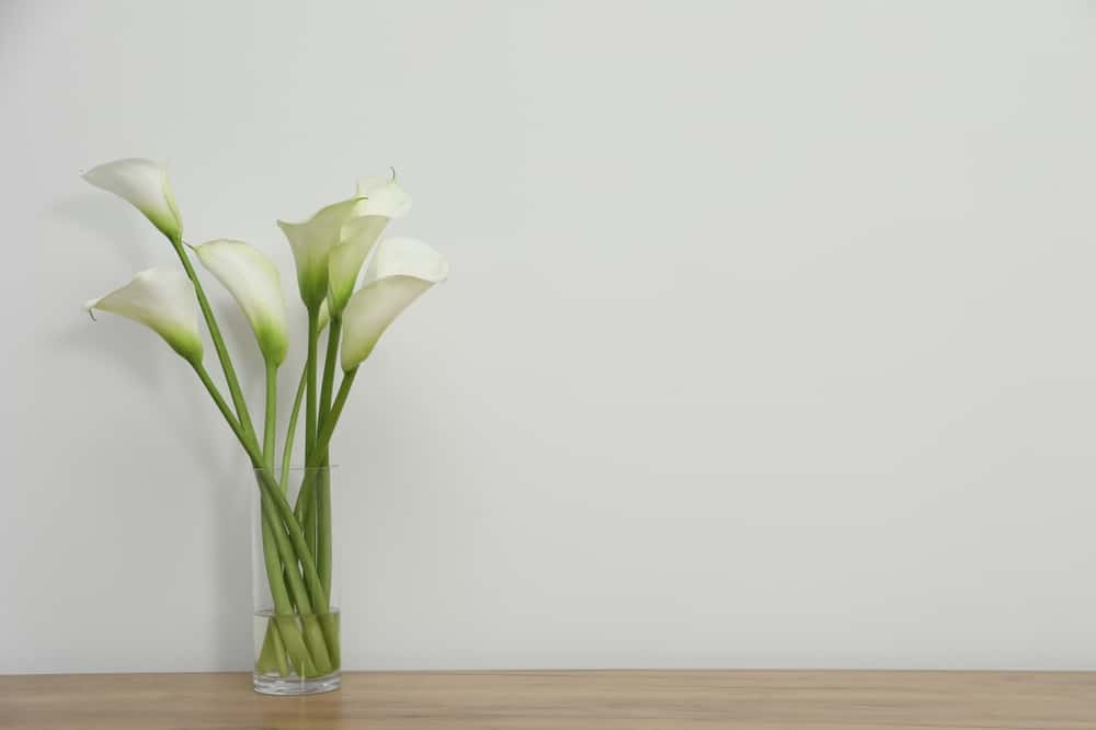 Symbol für die Akademie – die Calla Blume